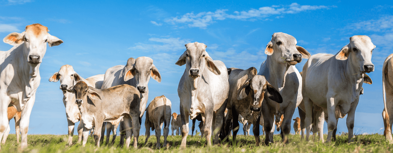 A Importância da Taxa de Prenhez na Fazenda de Cria